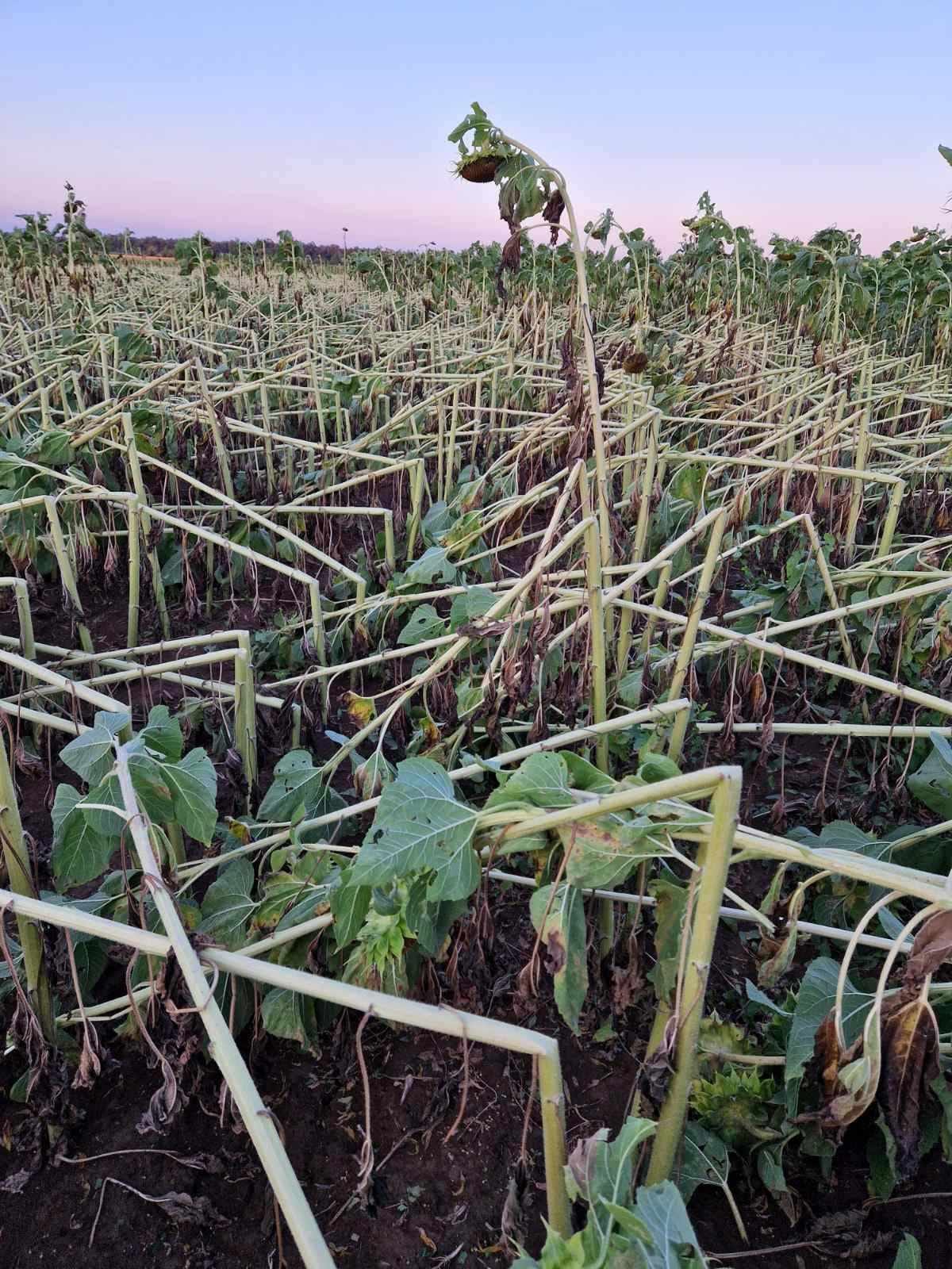 След съдействие на депутатите от  ДПС започна описване на щетите за реколтата, унищожена от падналата  градушка в района на  Дулово